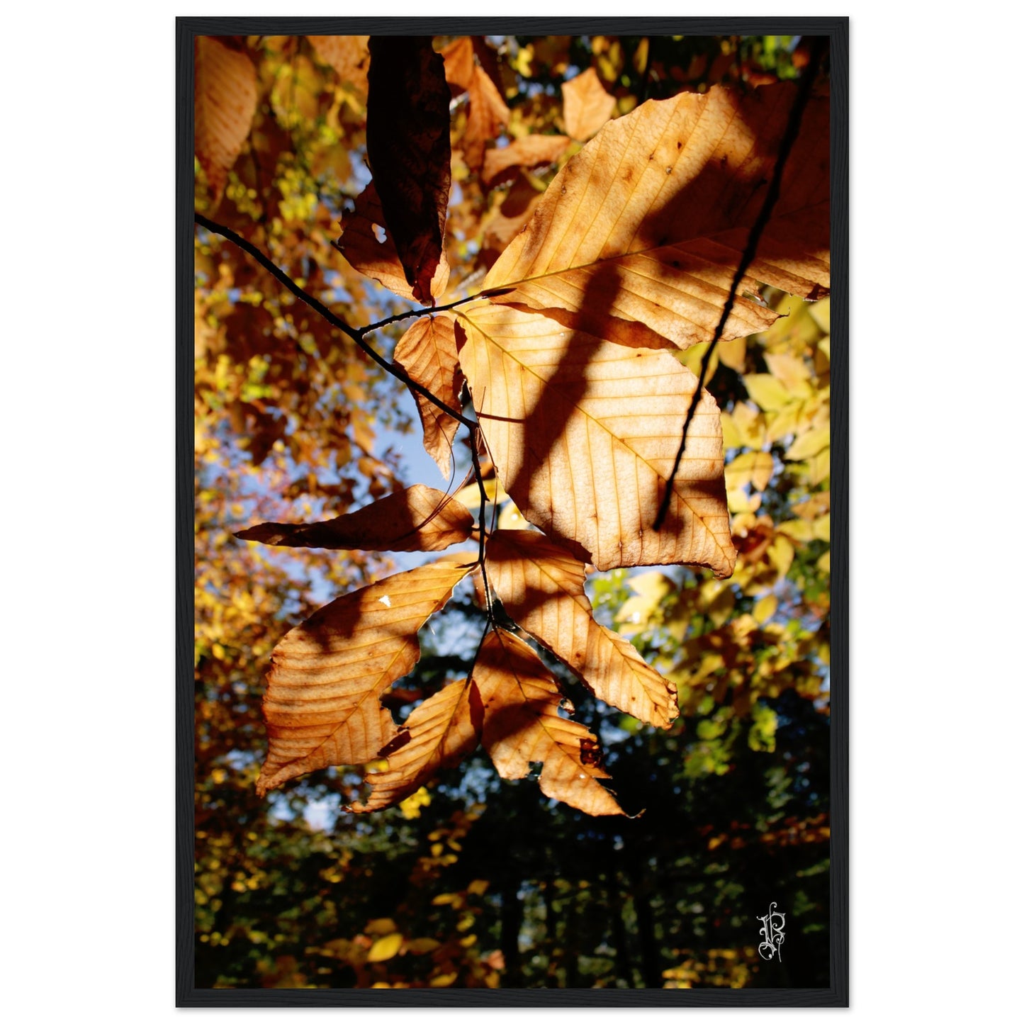 0e534afc-b075-446c-b3b7-dae98cd163e7