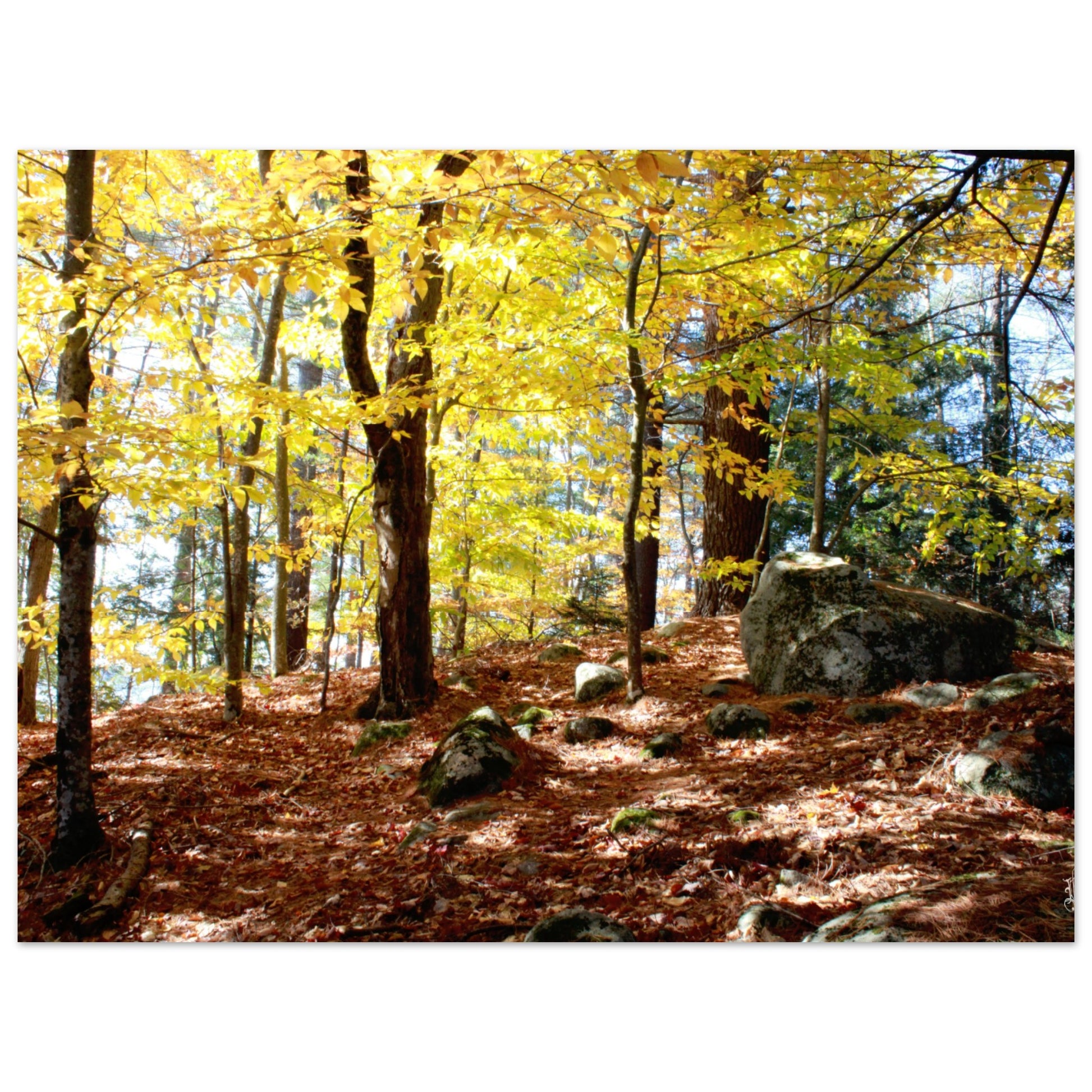 9c4e110d-0651-4158-a76a-53e4919d023f