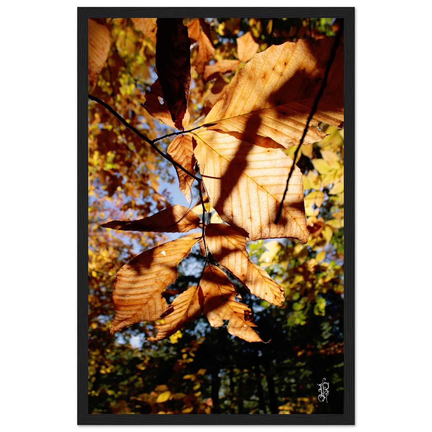 b7444575-f8e8-4032-913d-cfb6d5907c13