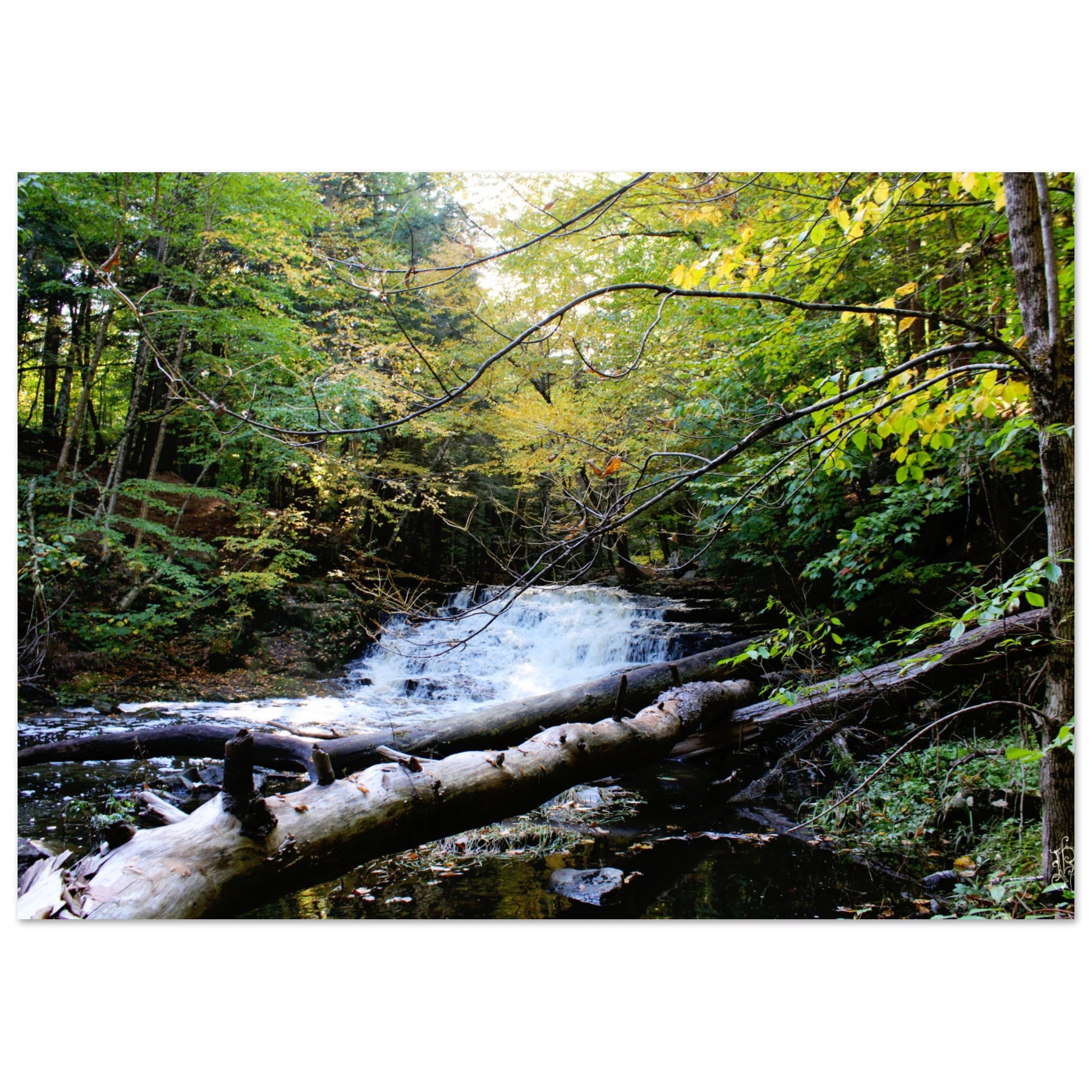 c1cdb00b-c88b-47fa-a095-df3f190938c2