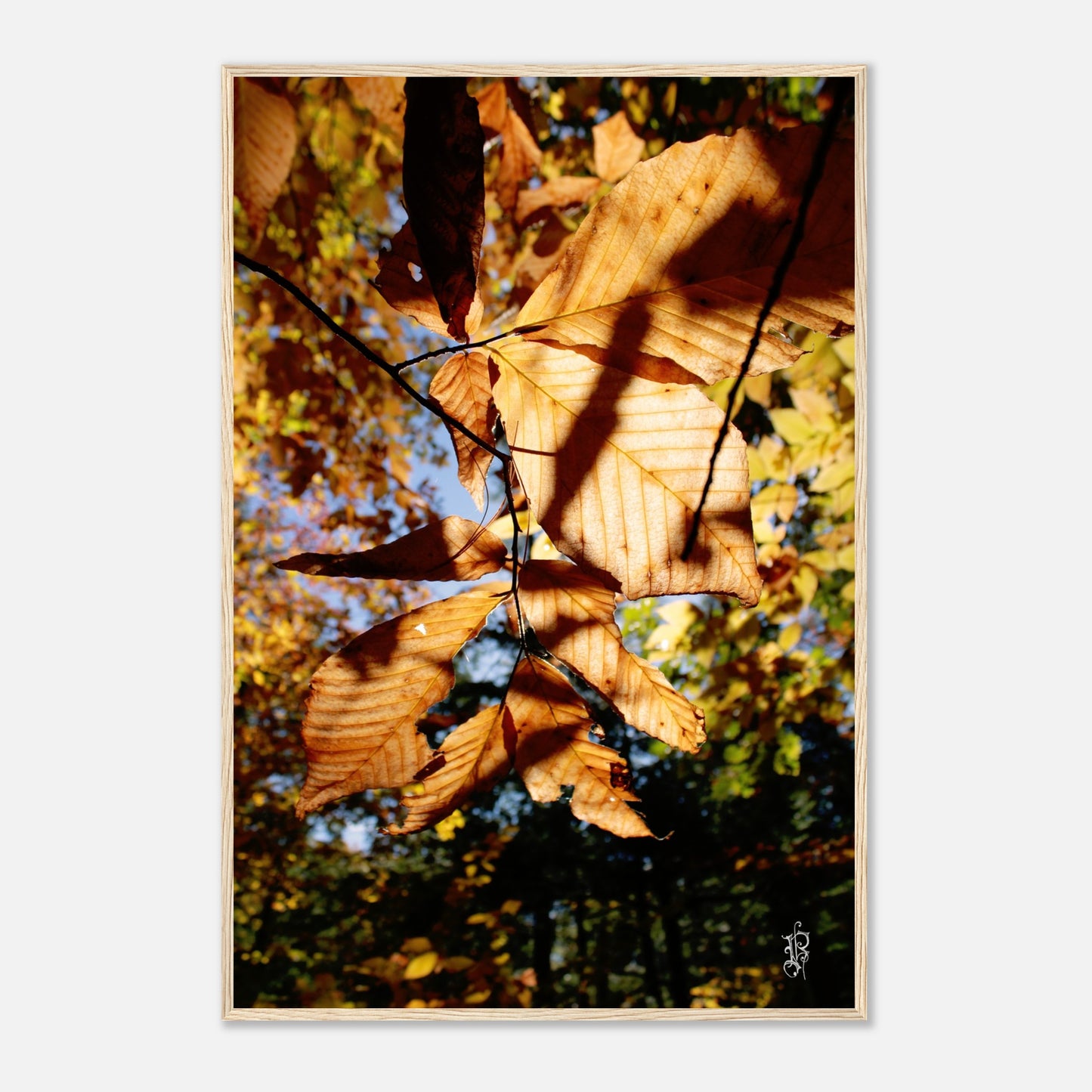 ffda6859-133b-4cef-aaeb-72e878e1bd1f